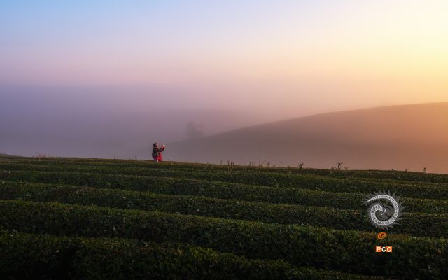 茶园采风
