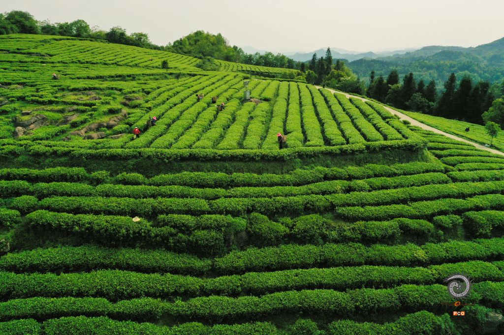 盘云山生态茶园