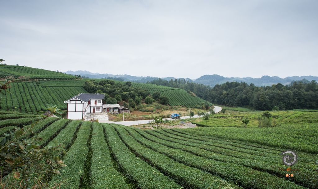 《永兴万亩茶场1》