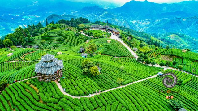 仙人山红茶
