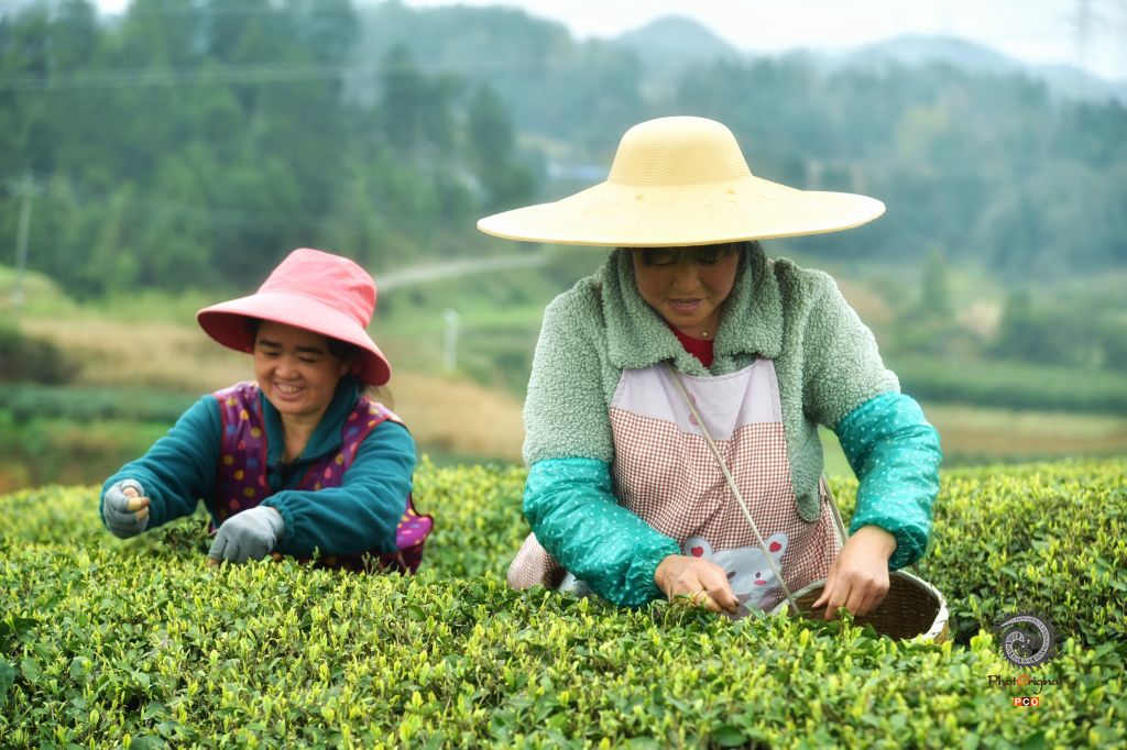 春茶采摘笑盈盈