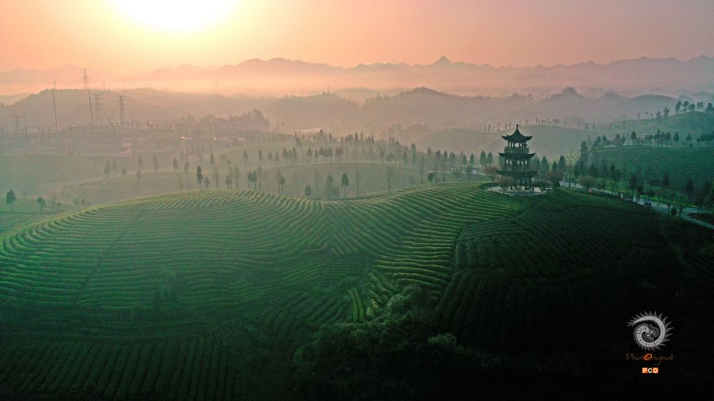 茶海迎朝阳