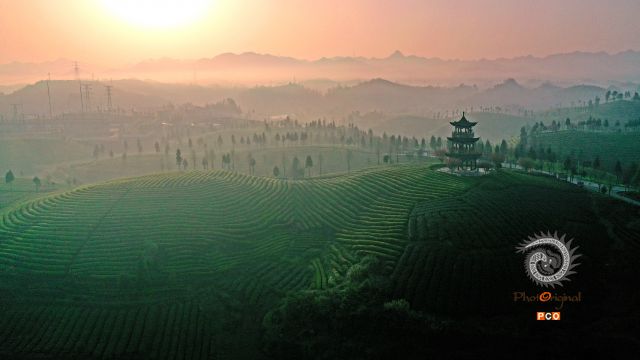 茶海迎朝阳