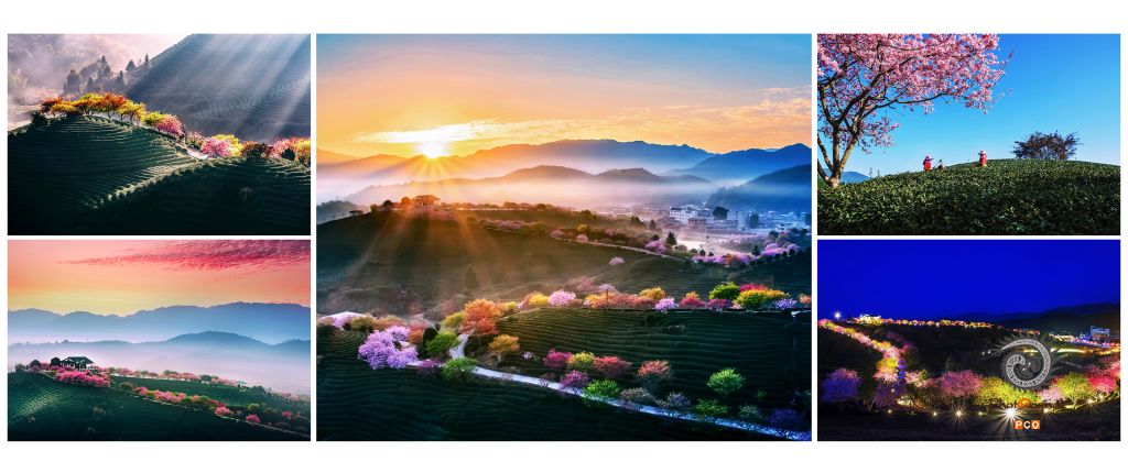 春色满园