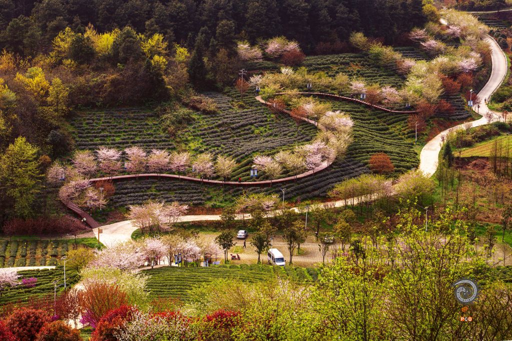 春到二龙茶山