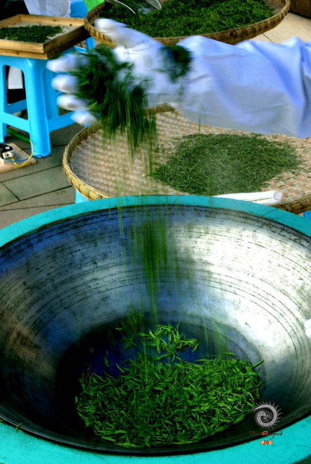 专业组  《人文类》湄潭翠芽茶  组照5