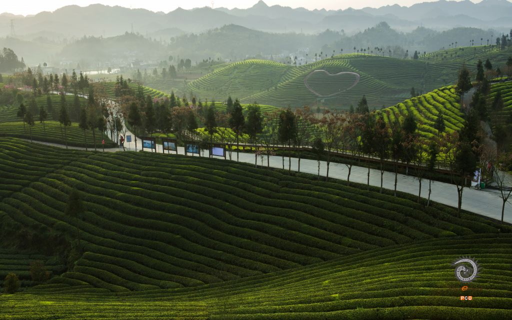 生态茶园