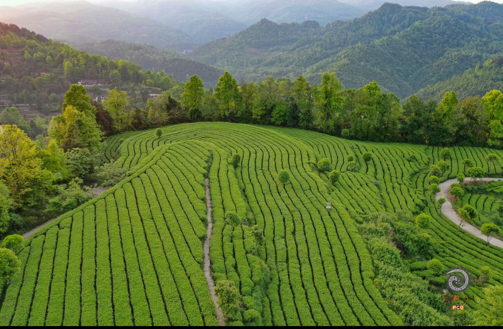 盘云山生态茶园