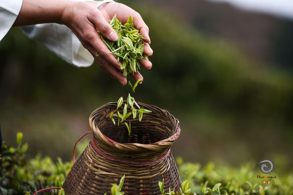 干净春茶竹篓装