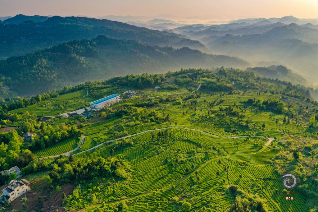 盘云山生态茶园