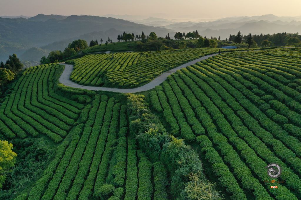 盘云山生态茶园