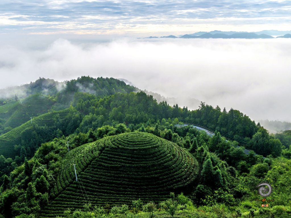 专业组《专业类》仙境中的茶园