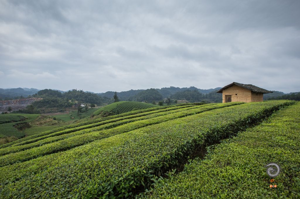 《永兴万亩茶场2》