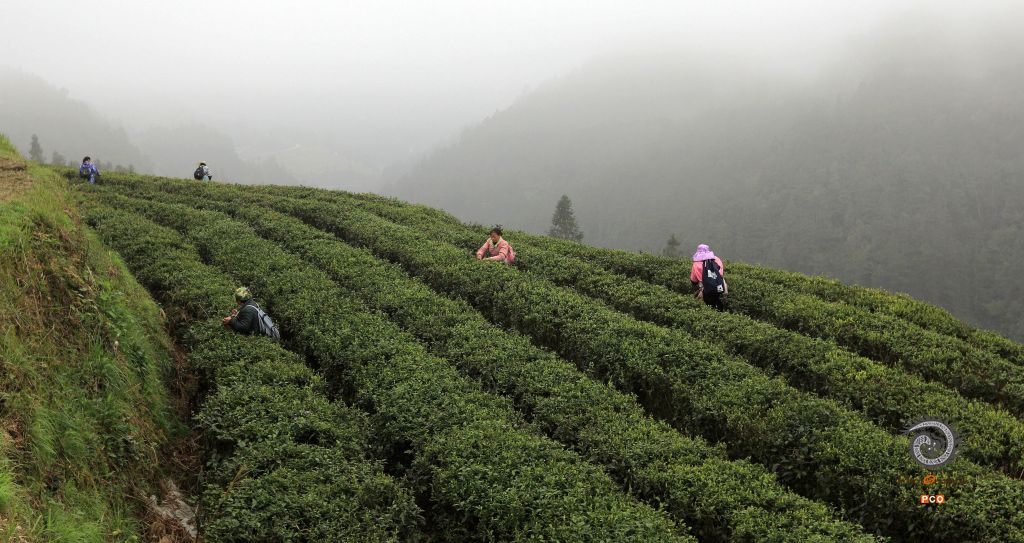 《晨雾茶场》