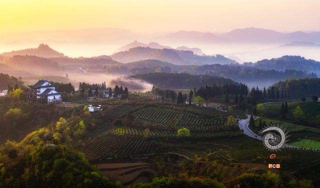 茶山晨雾
