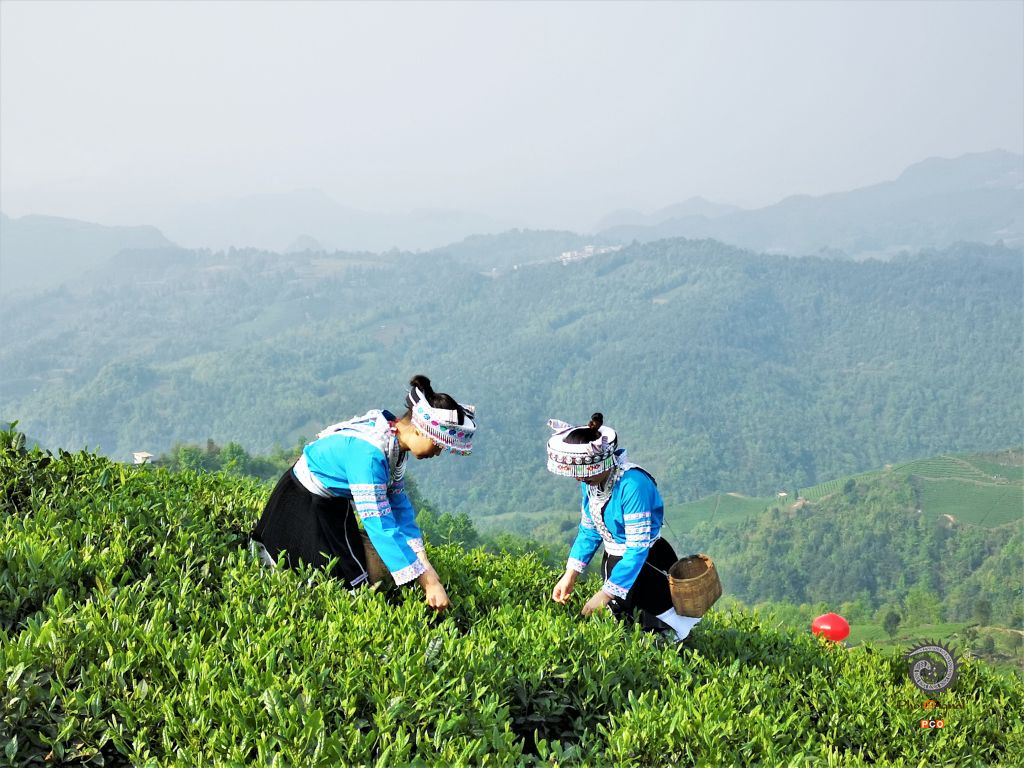手工采茶
