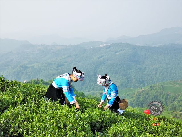 手工采茶