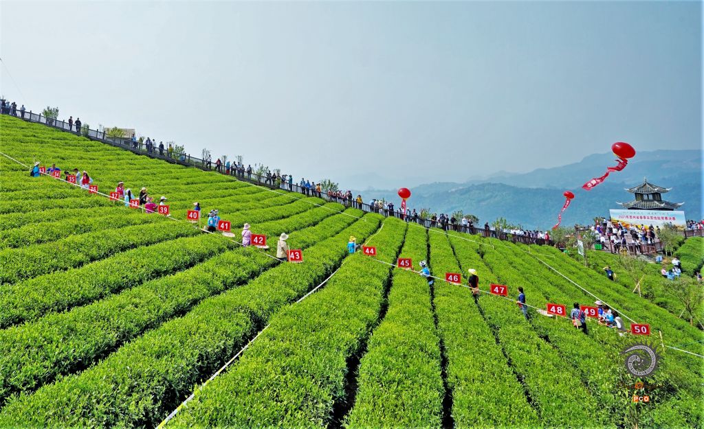 绿茶春色