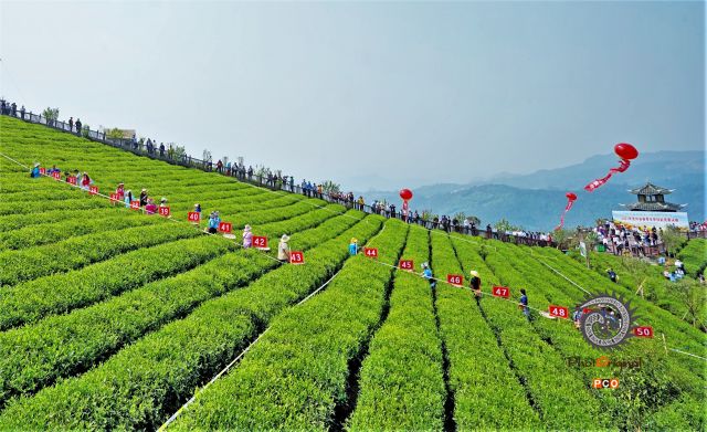 绿茶春色