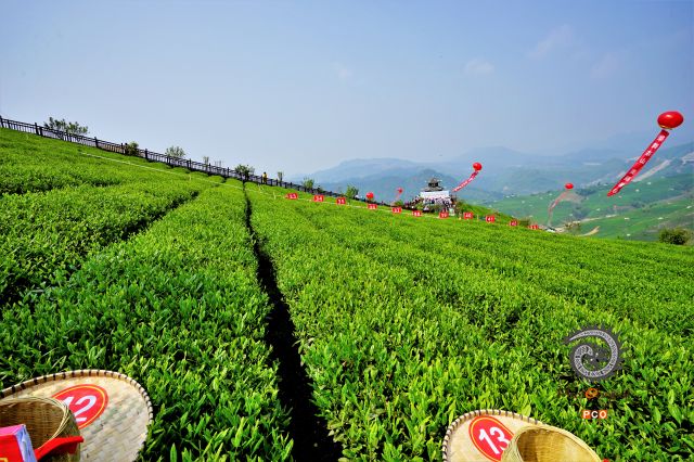 春茶开摘