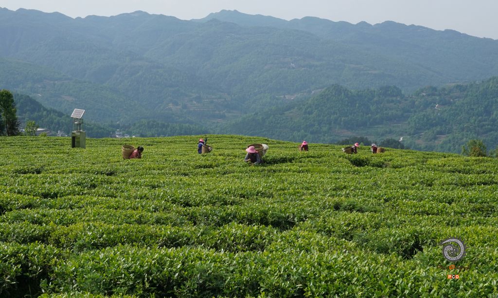 盘云山生态茶园