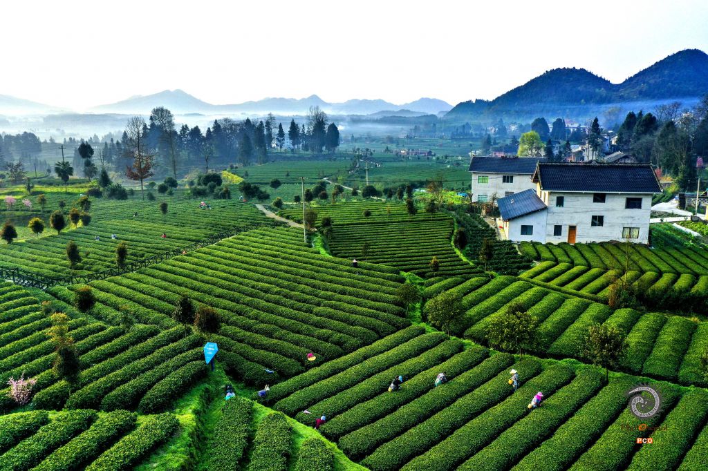 专业组《专业类》茶海之心