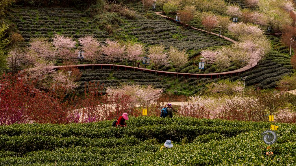春到二龙茶山