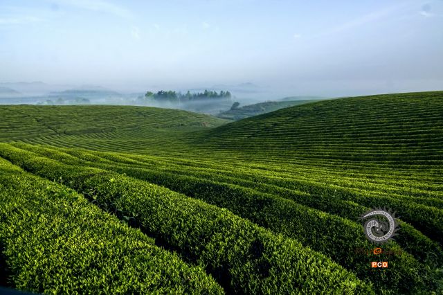 专业组《专业类》湄潭茶场  组照6