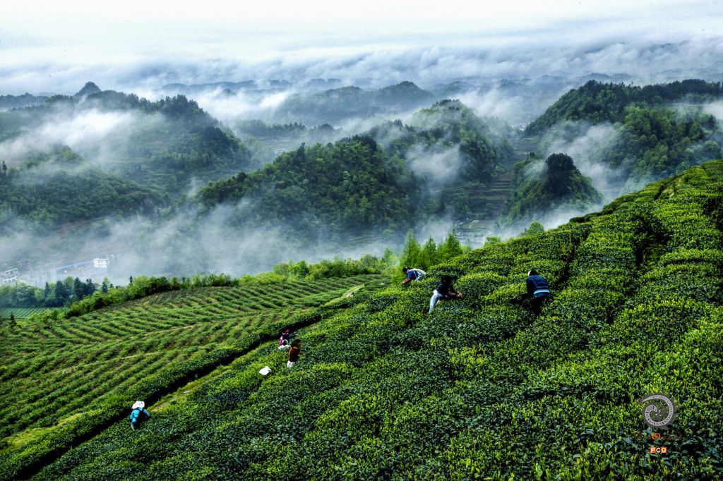 专业组《专业类》茶园飞烟