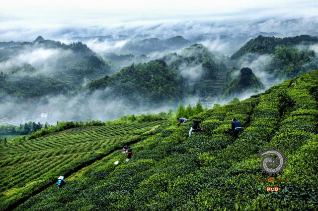 专业组《专业类》茶园飞烟