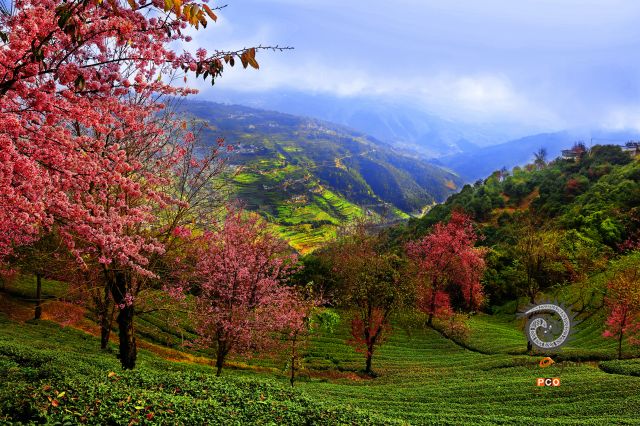 云雾中的樱花茶园