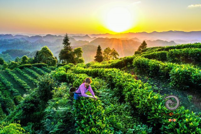 专业组《专业类》《晨韵》