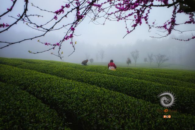 早春采茶忙