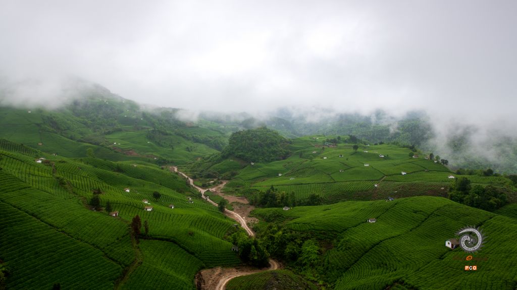 晨雾锁茶深