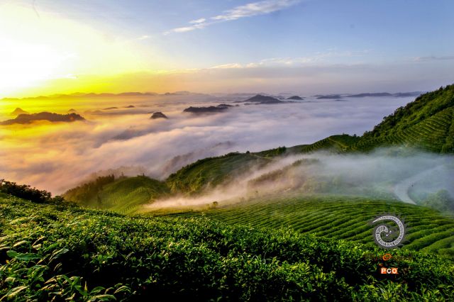 专业组《专业类》《雾绕茶山》