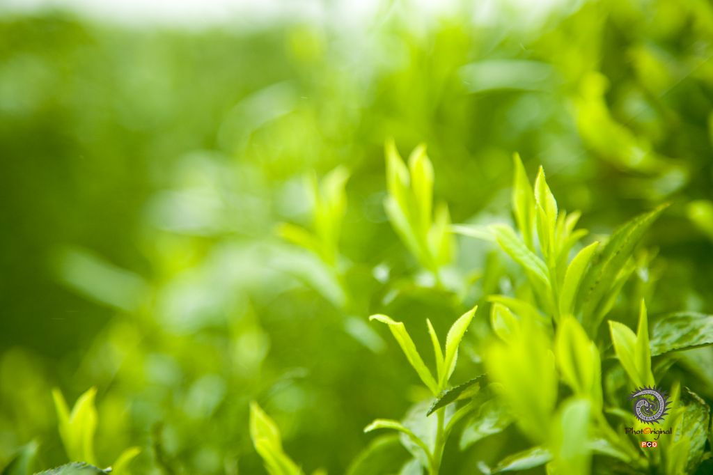 采春茶