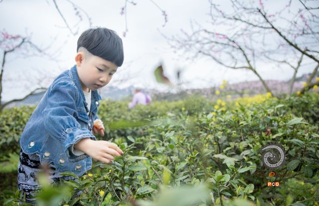 山花烂漫春茶香