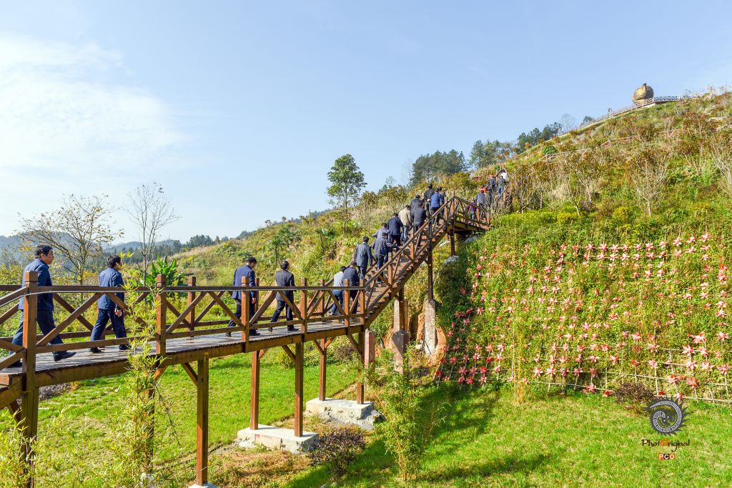 茶园似花园，茶香飘四方（组照）