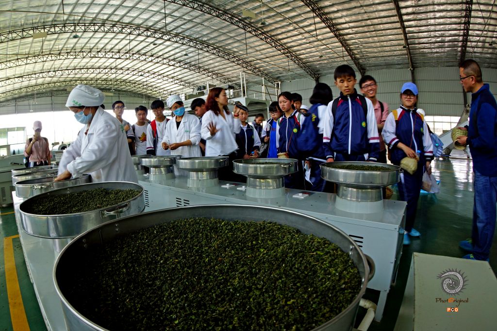 体验茶文化