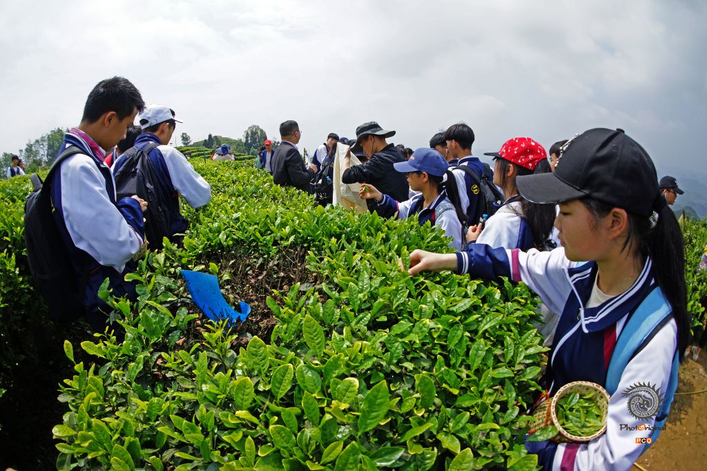 体验茶文化