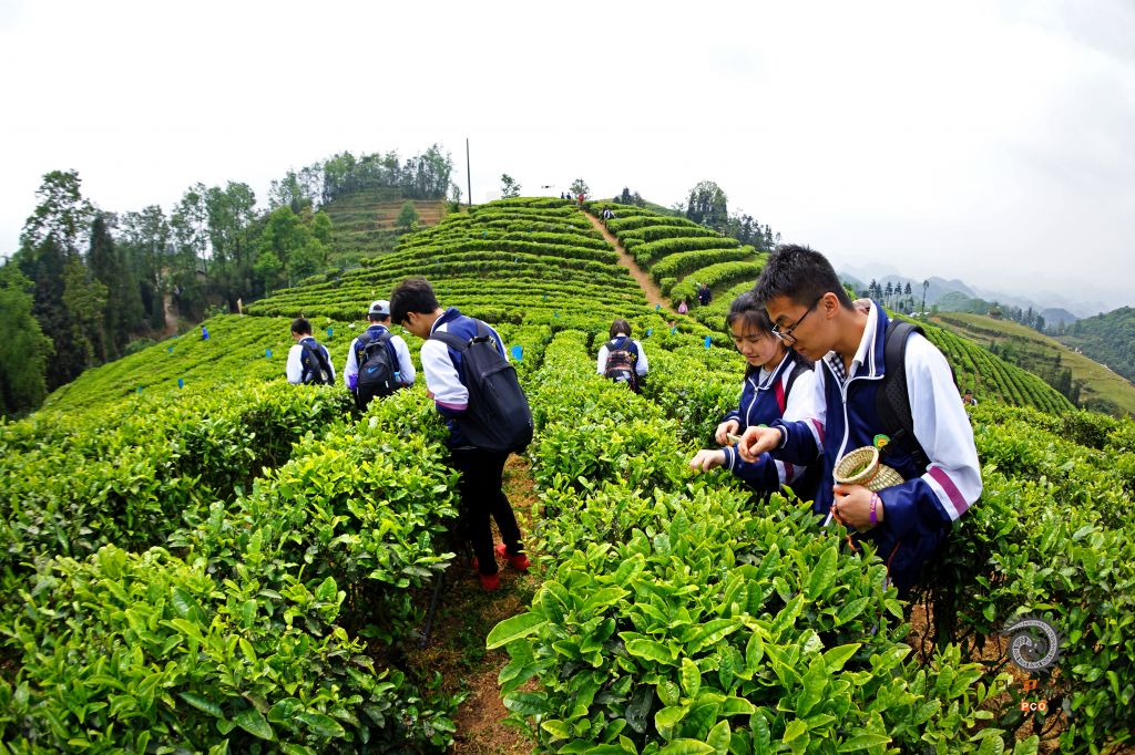 体验茶文化