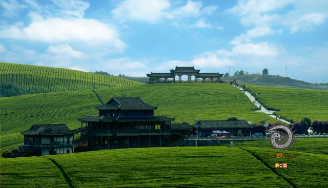茶园度假