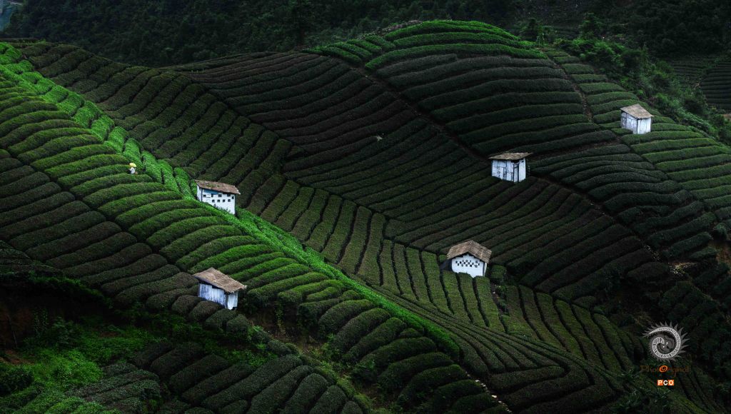 贵州茶有机茶