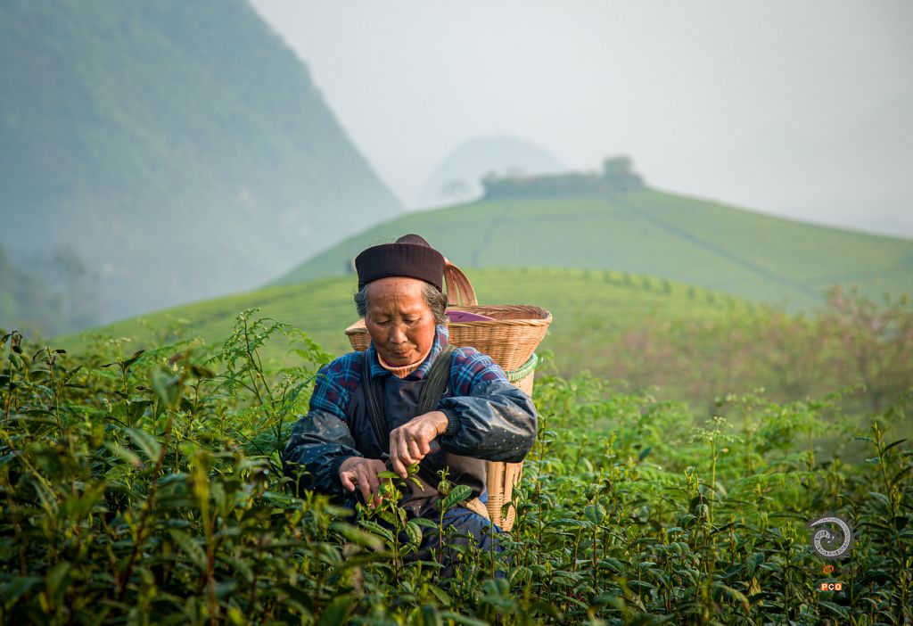 茶园春早