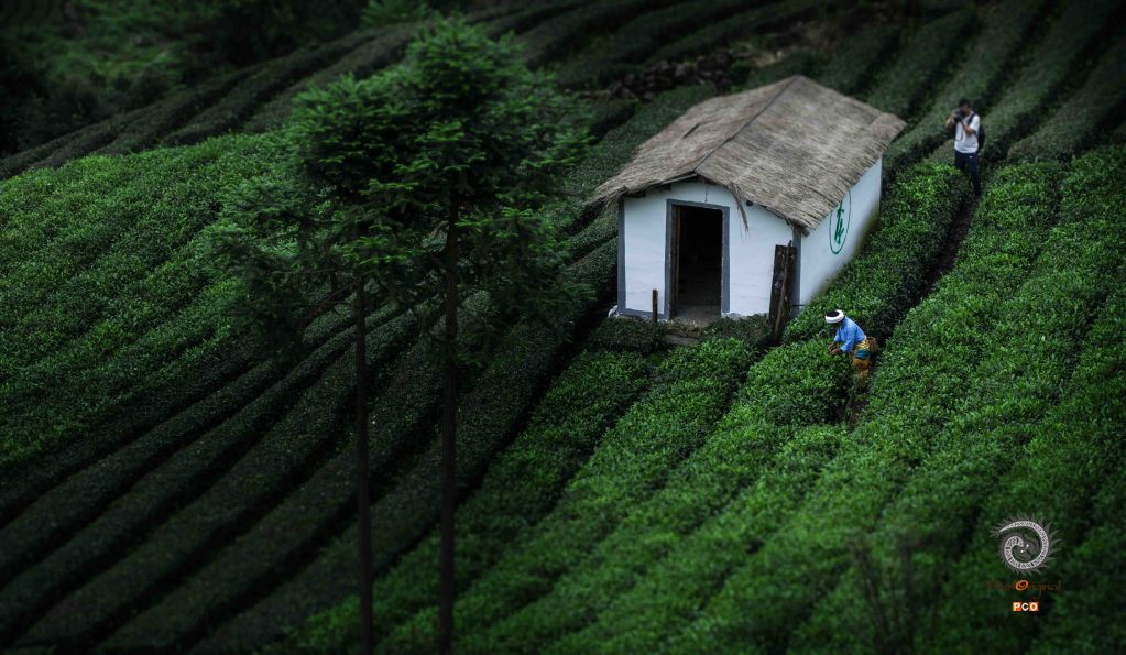 贵州茶有机茶