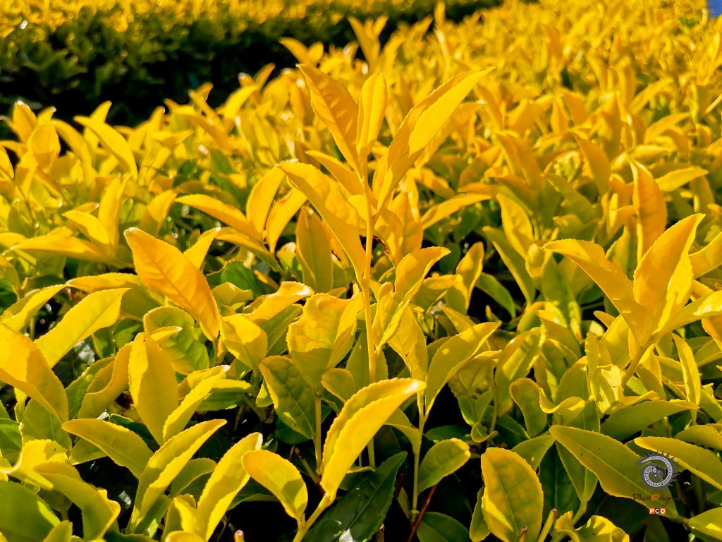 茶叶“奇葩”——黄金芽