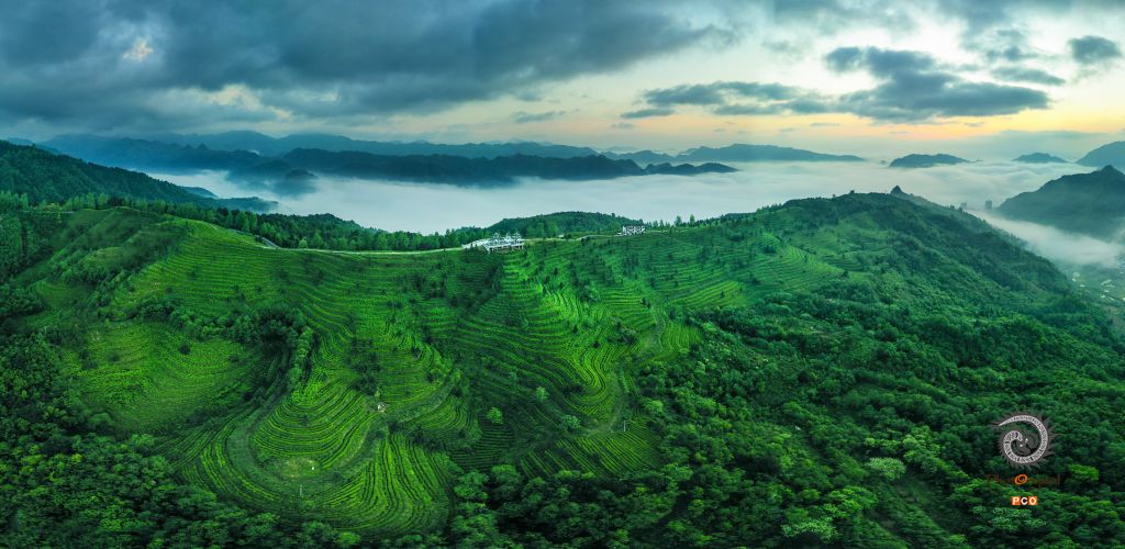万亩茶园（非专业组）