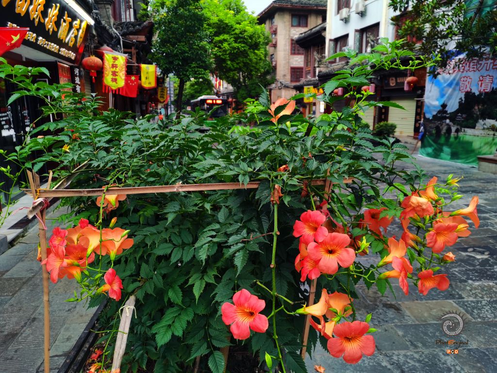 镇远古城街花