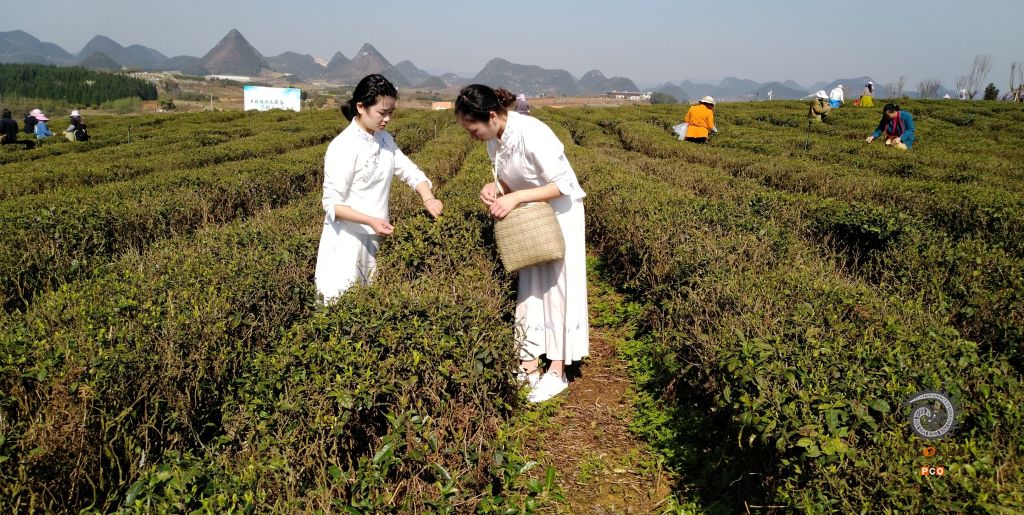采茶