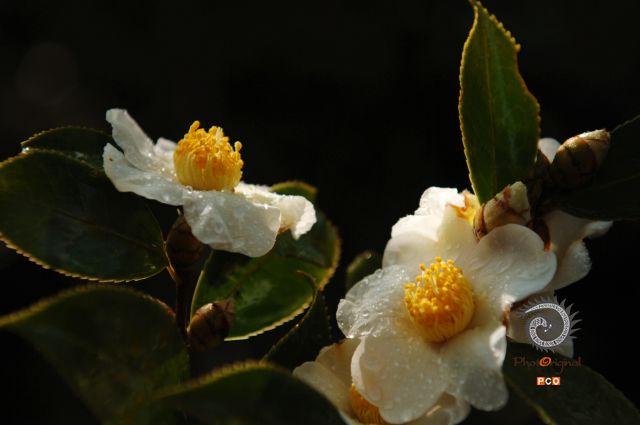 油茶花开